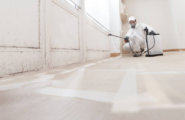 Black mold remediation team in River Grove